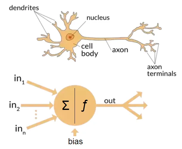 Diagram illustrating comparison of biological neuron to artificial neuron